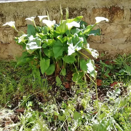 La Lenzerina Casa Indipendente Con Giardino *