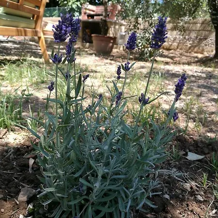 La Lenzerina Indipendente Con Giardino Scarlino