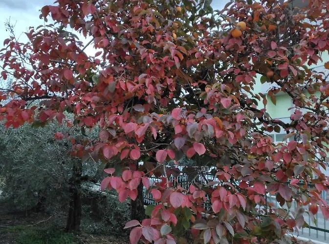 La Lenzerina Casa Indipendente Con Giardino Habitación en casa particular